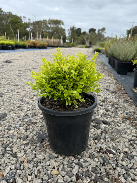 Buxus microphylla Koreana