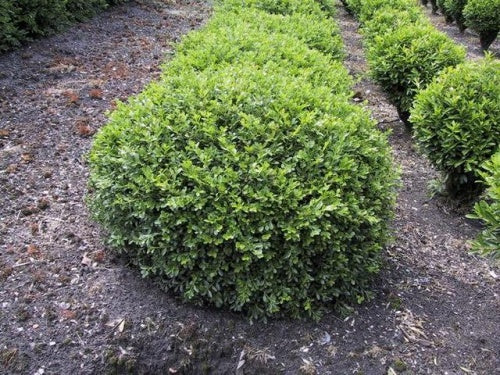Buxus microphylla Rococo