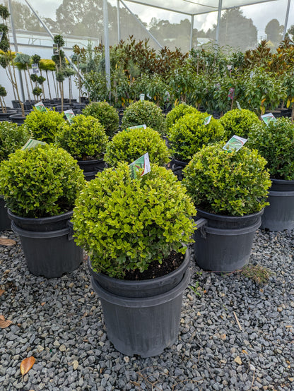 Buxus microphylla japonica