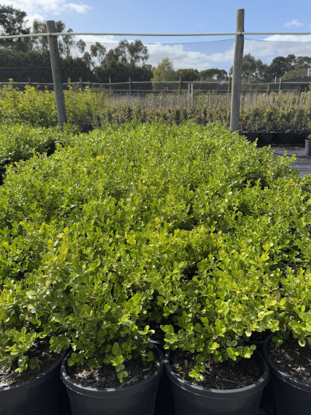 Buxus microphylla japonica