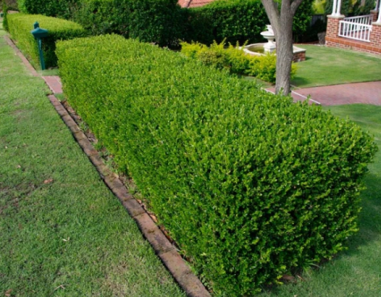 Buxus sempervirens