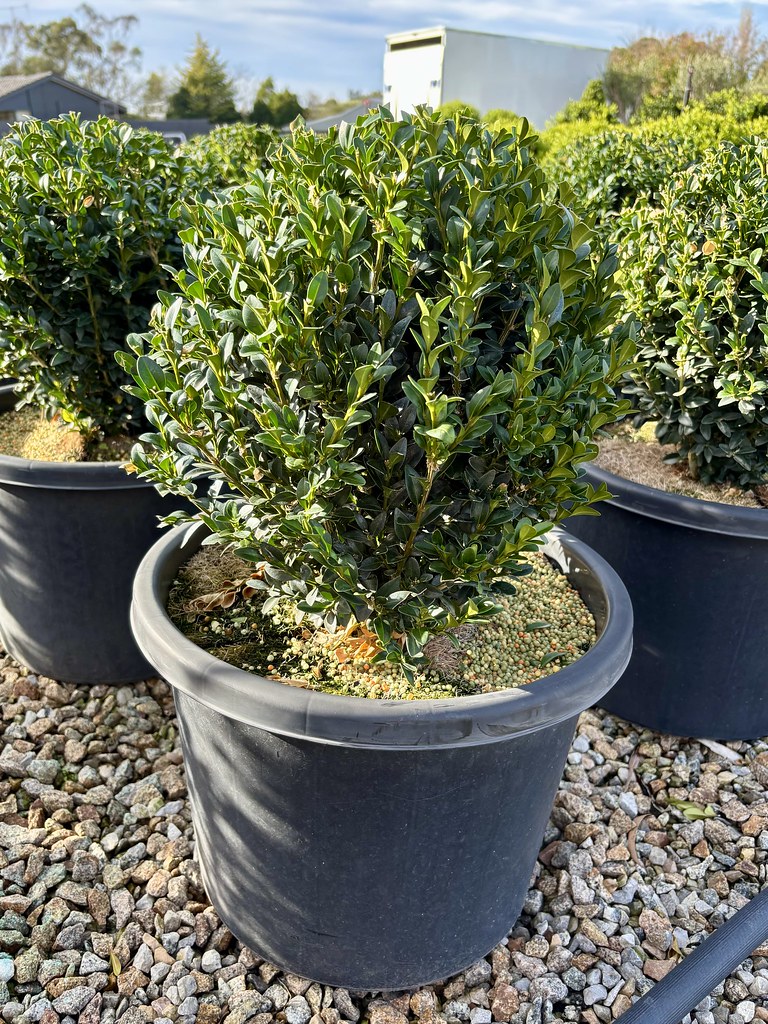 Buxus sempervirens