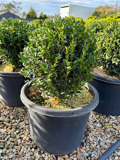 Buxus sempervirens