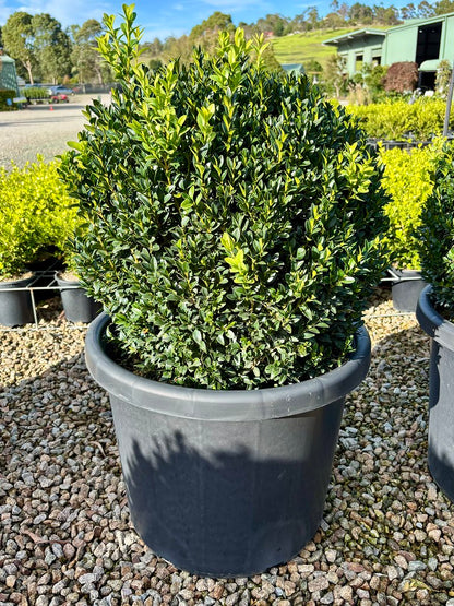 Buxus sempervirens