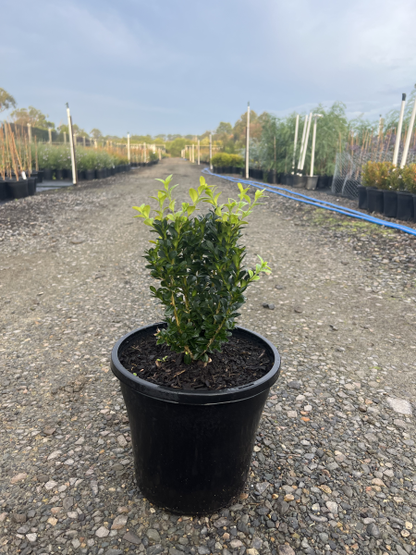 Buxus sempervirens