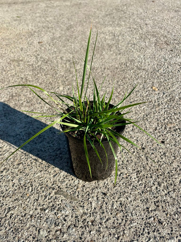 Calamagrostis x acutiflora 'Karl Foerster'