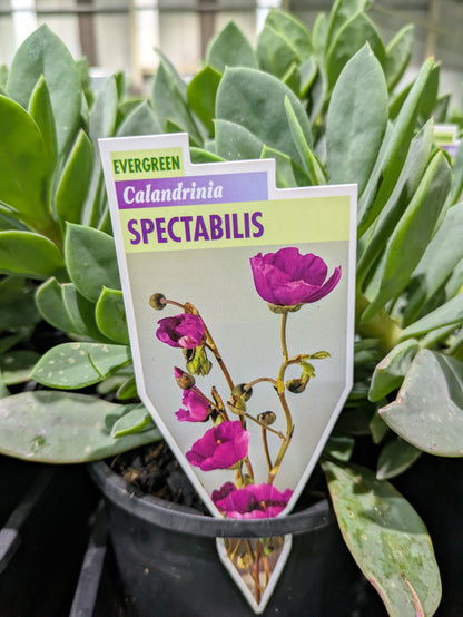 Calandrinia spectabilis