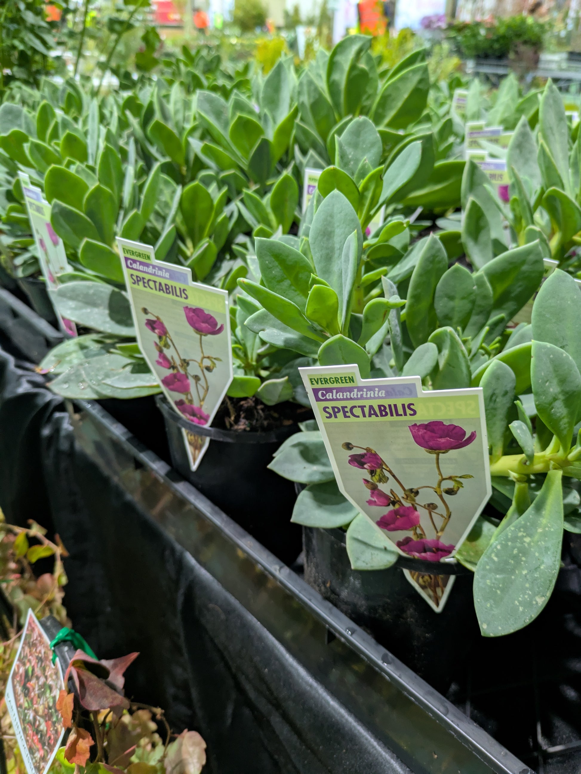 the plant broker