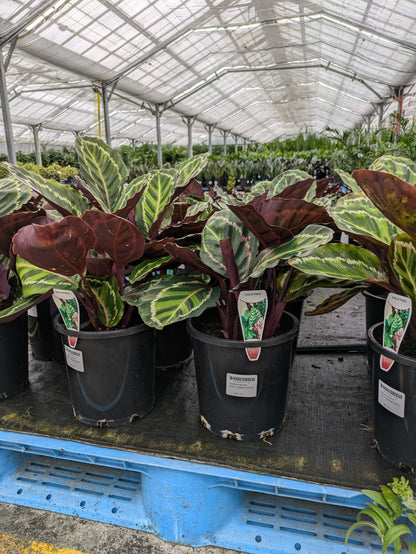 Calathea