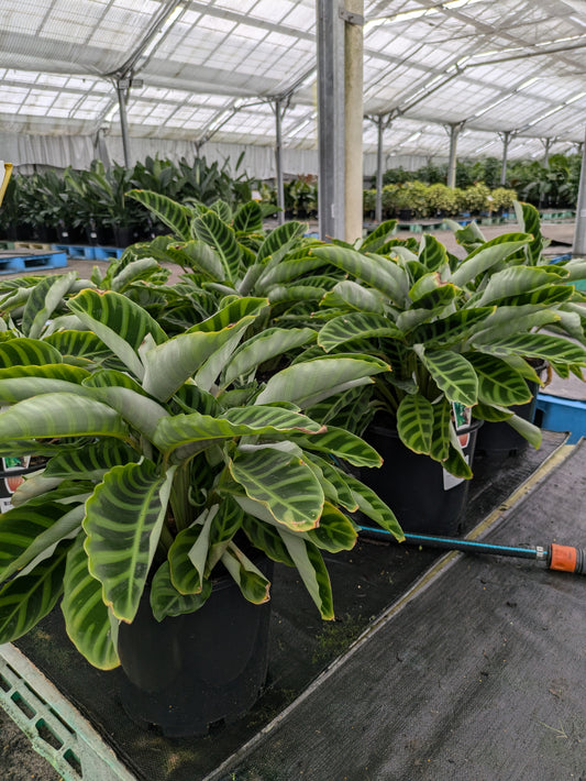 Calathea Flame Star
