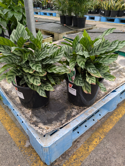 Calathea Freddy