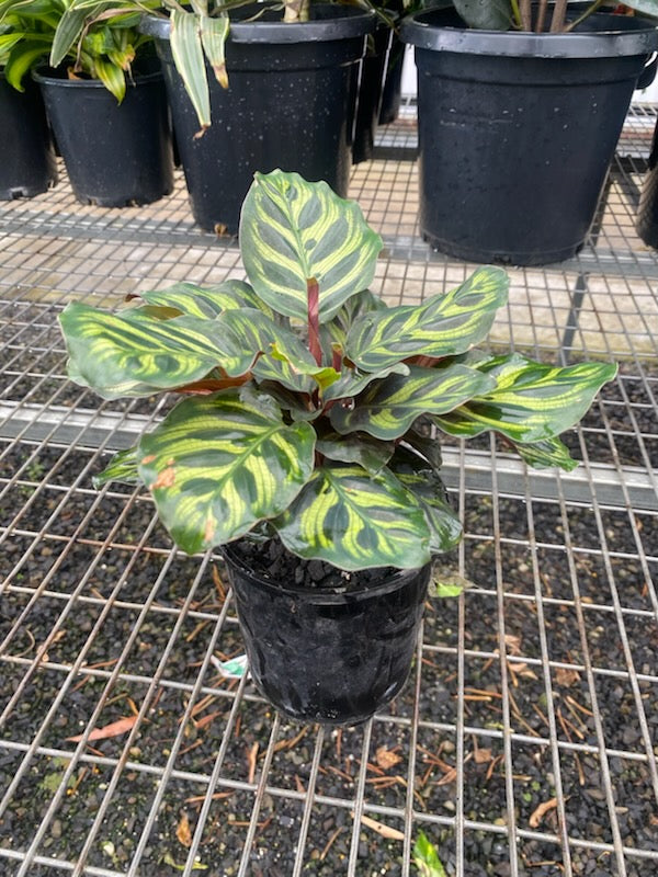 Calathea 'Makoyana'