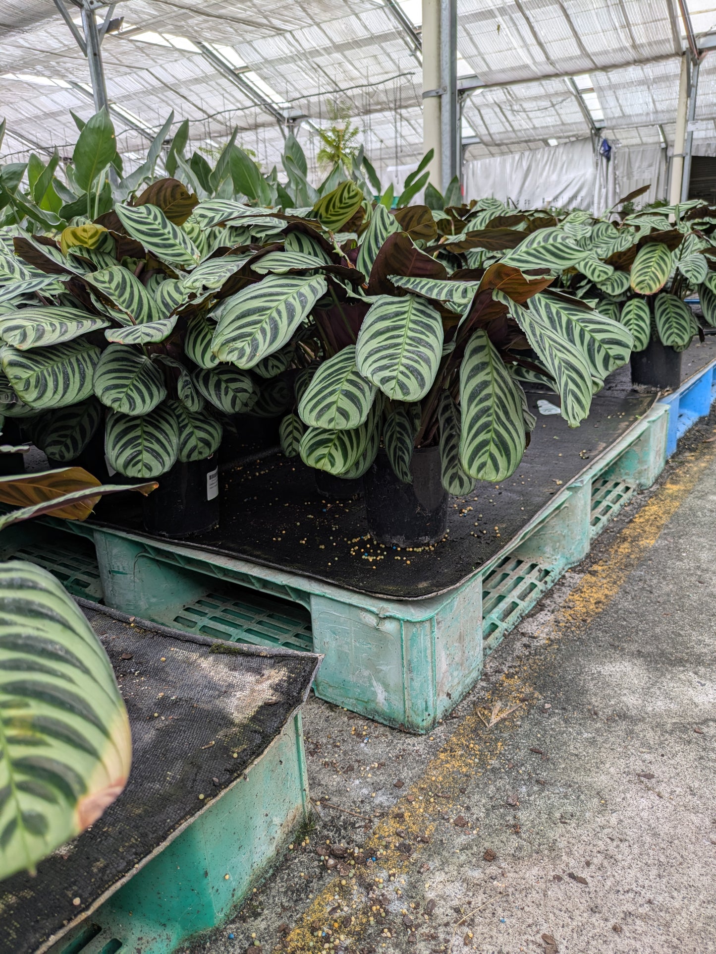 Calathea burlemarxii