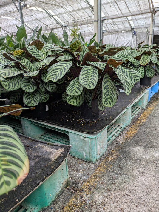 Calathea burlemarxii