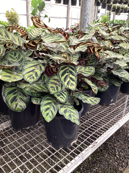 Calathea 'Makoyana'