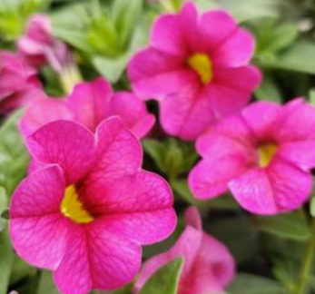 Calibrachoa Aloha Hot Pink