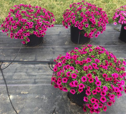 Calibrachoa Aloha Kona Neon