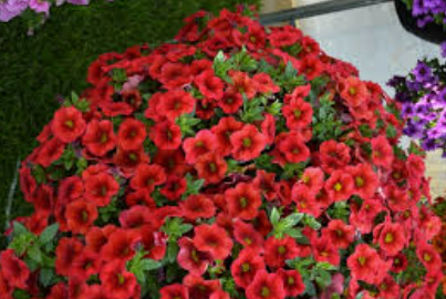 Calibrachoa Aloha Kona Rainbow Red