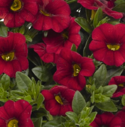 Calibrachoa Aloha Kona Red