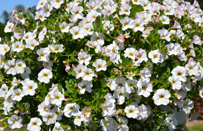 Calibrachoa Aloha Kona White