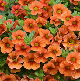 Calibrachoa Aloha Nani Orange Zest