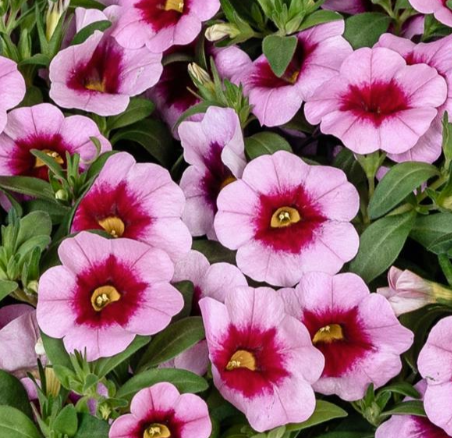 Calibrachoa Aloha Tiki Pink