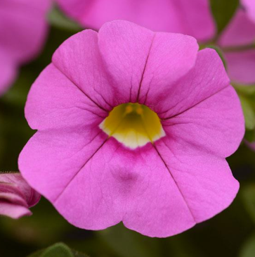Calibrachoa Cabaret™ Light Pink