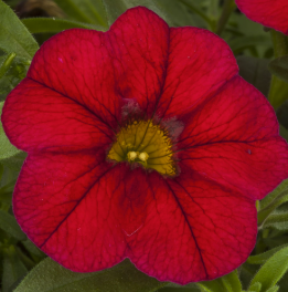 Calibrachoa Callie™ Red