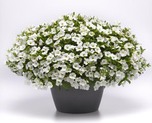Calibrachoa Callie™ White
