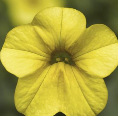 Calibrachoa Callie™ Yellow