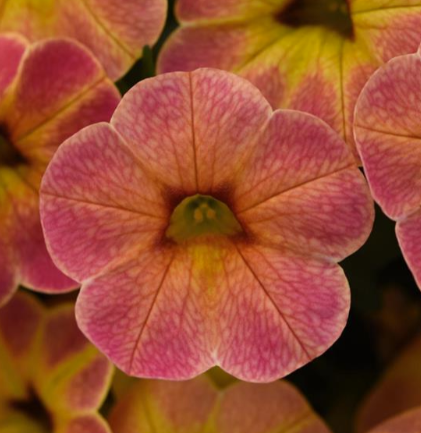 Calibrachoa Cha-Cha™ Diva Apricot