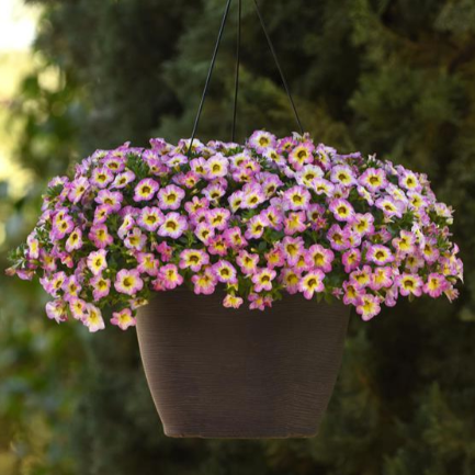 Calibrachoa Cha-Cha™ Diva Hot Pink