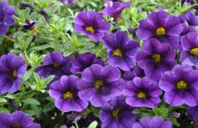 Calibrachoa Cruze Control Dark Blue