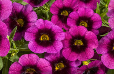 Calibrachoa Cruze Control Grape Delicious