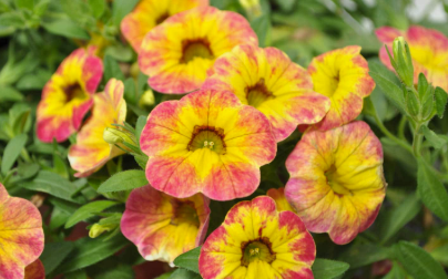Calibrachoa Cruze Control Orange