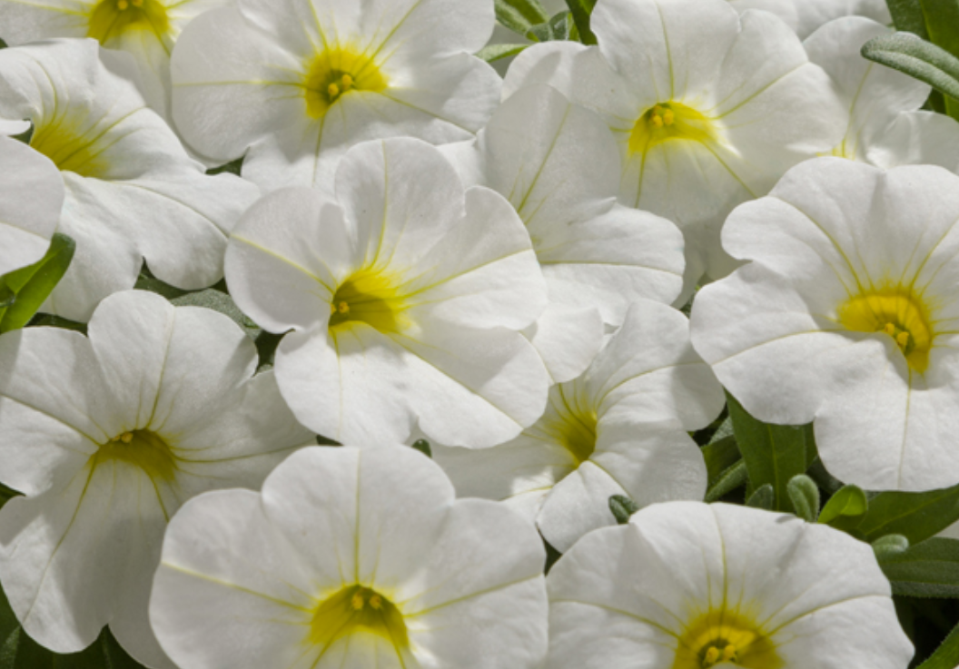 Calibrachoa Cruze Control White