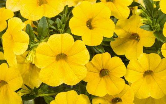 Calibrachoa Cruze™ Control Yellow