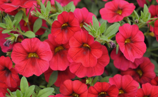 Calibrachoa Cruze™ Red