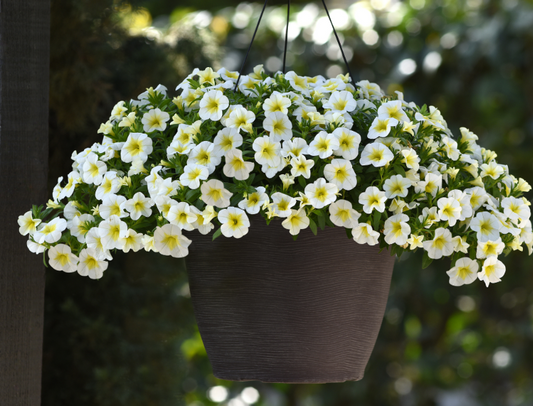 Calibrachoa Diva Frosty Lemon