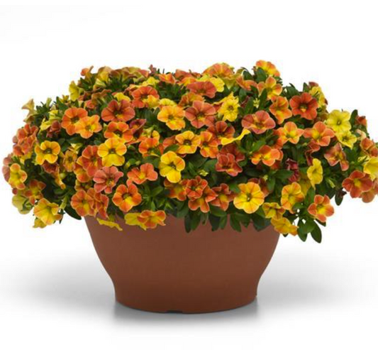 Calibrachoa Diva Orange
