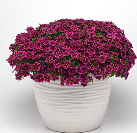 Calibrachoa Goodnight Kiss