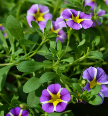 Calibrachoa Rave® Blue