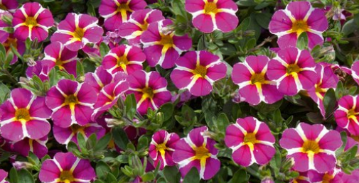 Calibrachoa Rave® Pink