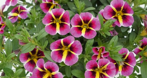 Calibrachoa Rave® Pink Hawaii