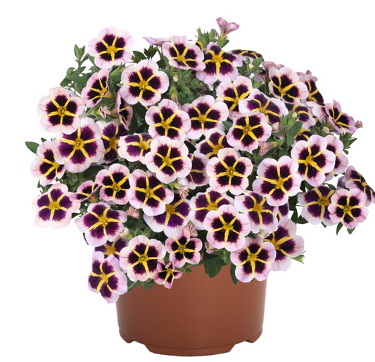 Calibrachoa Tik Tok Crystal