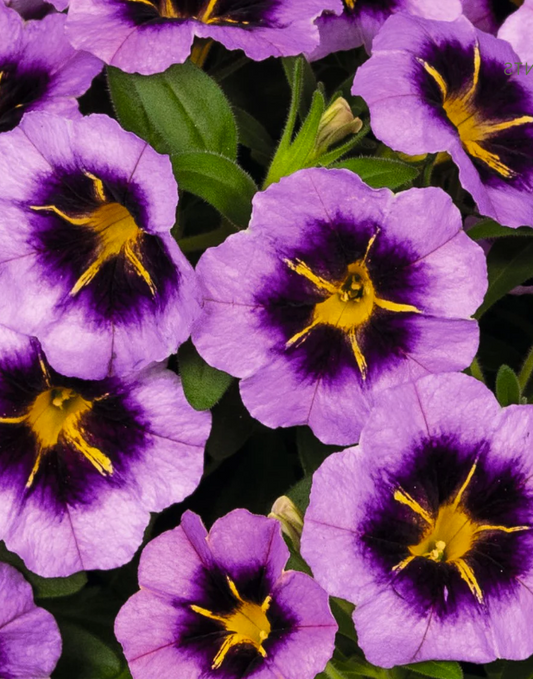 Calibrachoa Tik Tok Grape
