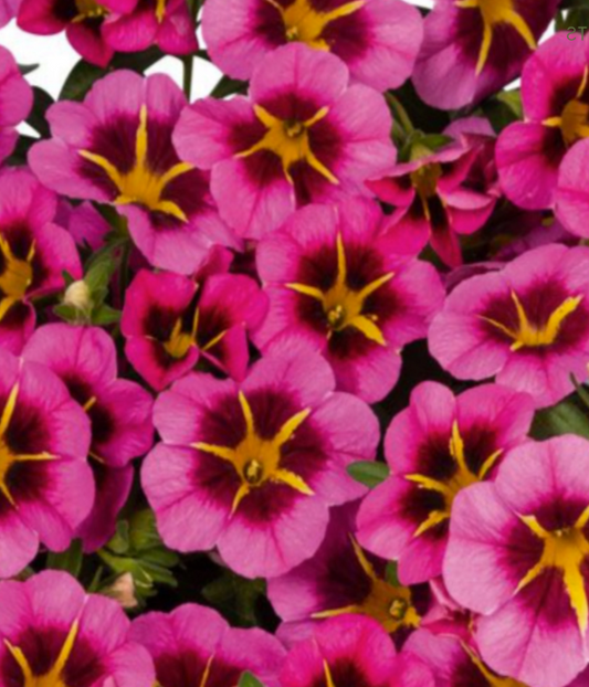 Calibrachoa Tik Tok Rose