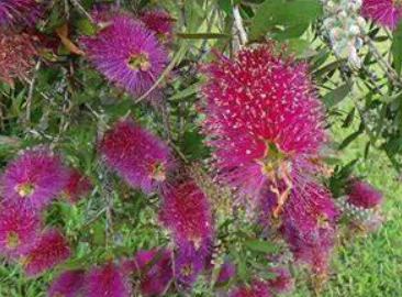 Callistemon Burgundy