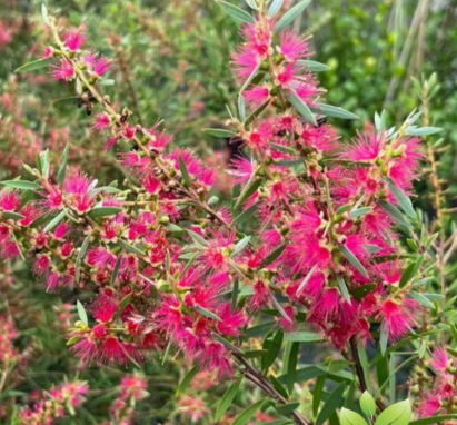 Callistemon Candy Pink