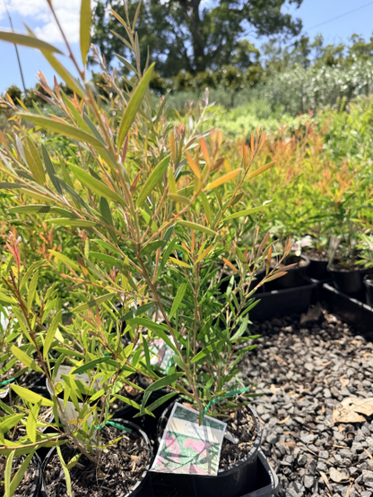 Callistemon Candy Pink